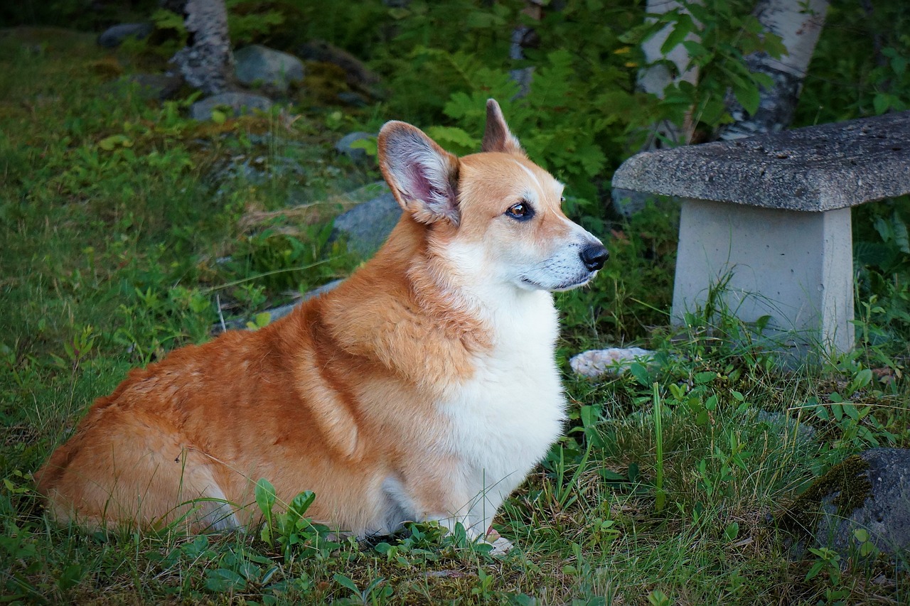 关注爱犬健康与幸福，狗狗健康的全方位关注与保障