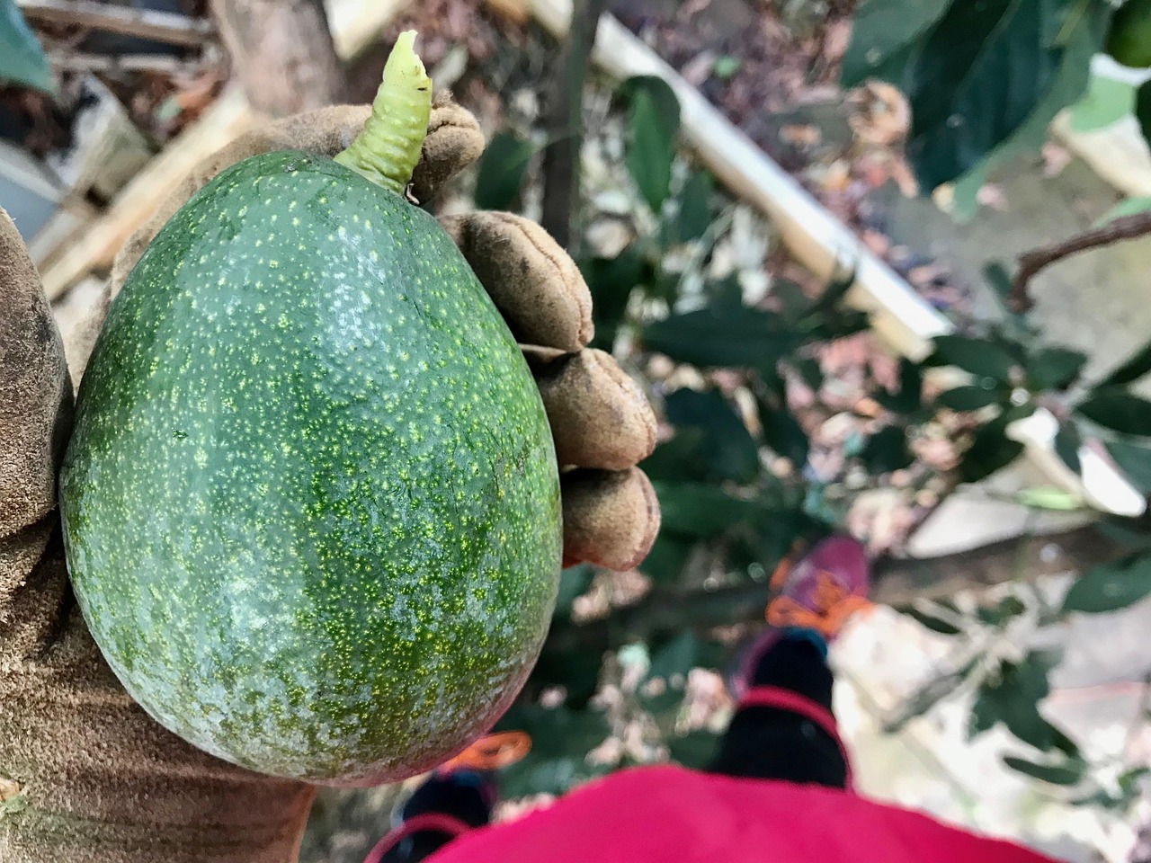 牛油果，健康之果的奥秘探索