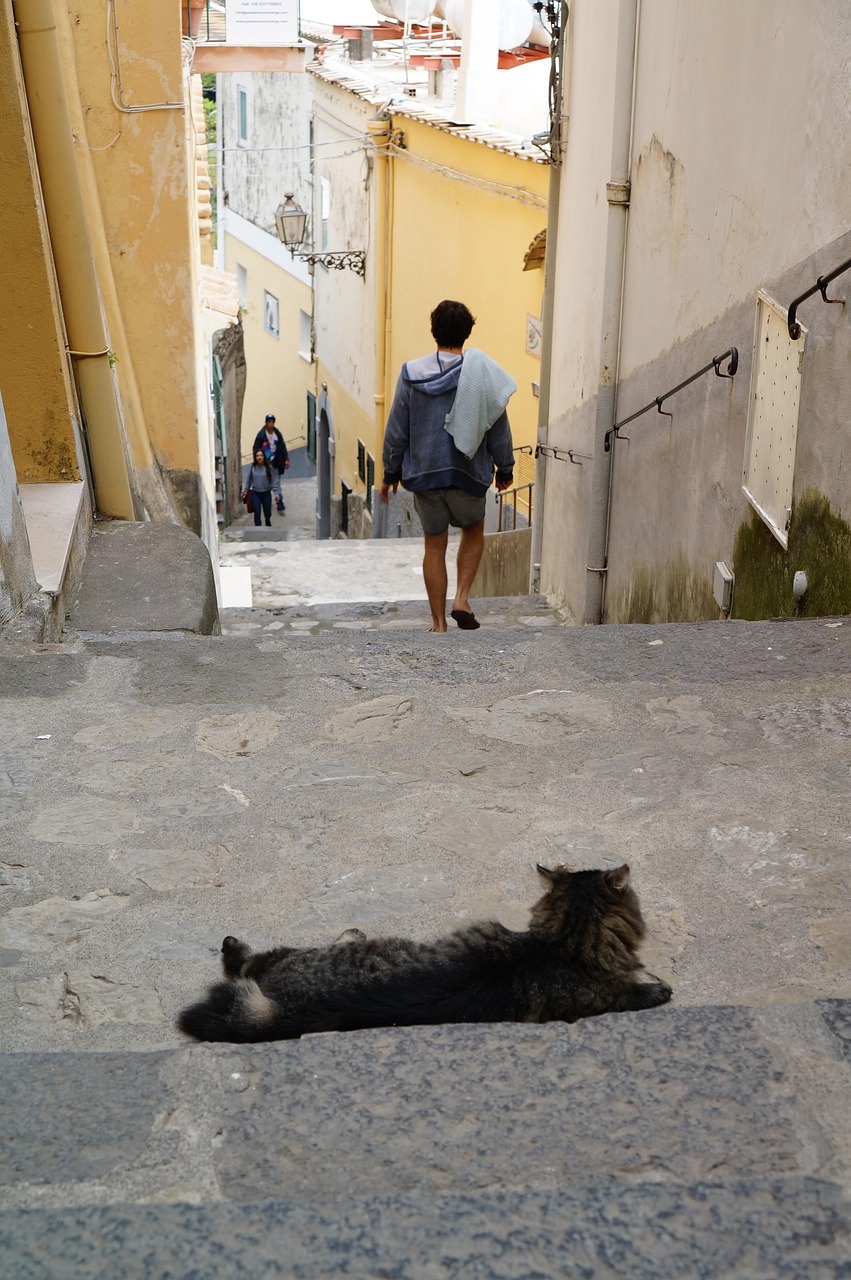 猫咪健康排便，了解、观察与照顾的重要性