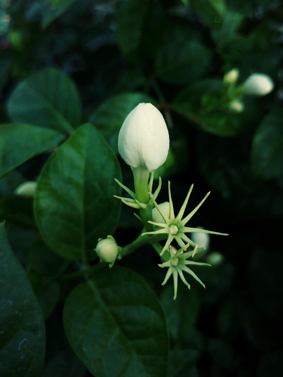 茉莉健康，探索茉莉花带来的身心益处与全面健康体验